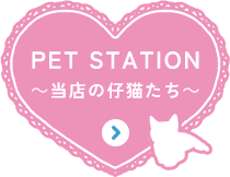 PET STATIONから仔猫を見る