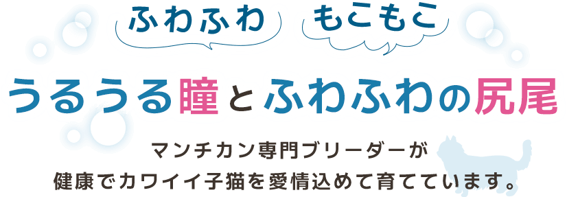 うるうる瞳とふわふわの尻尾,マンチカン専門ブリーダーが健康でカワイイ子猫を愛情込めて育てています。